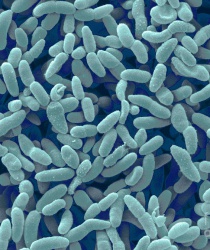 ACETOBACTER